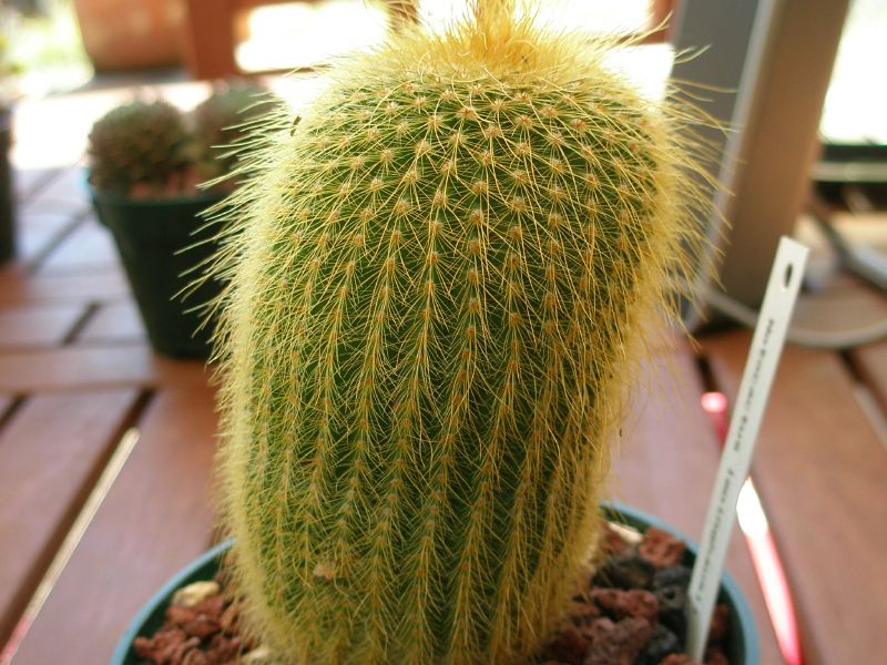 close up of a cactus with the back lit