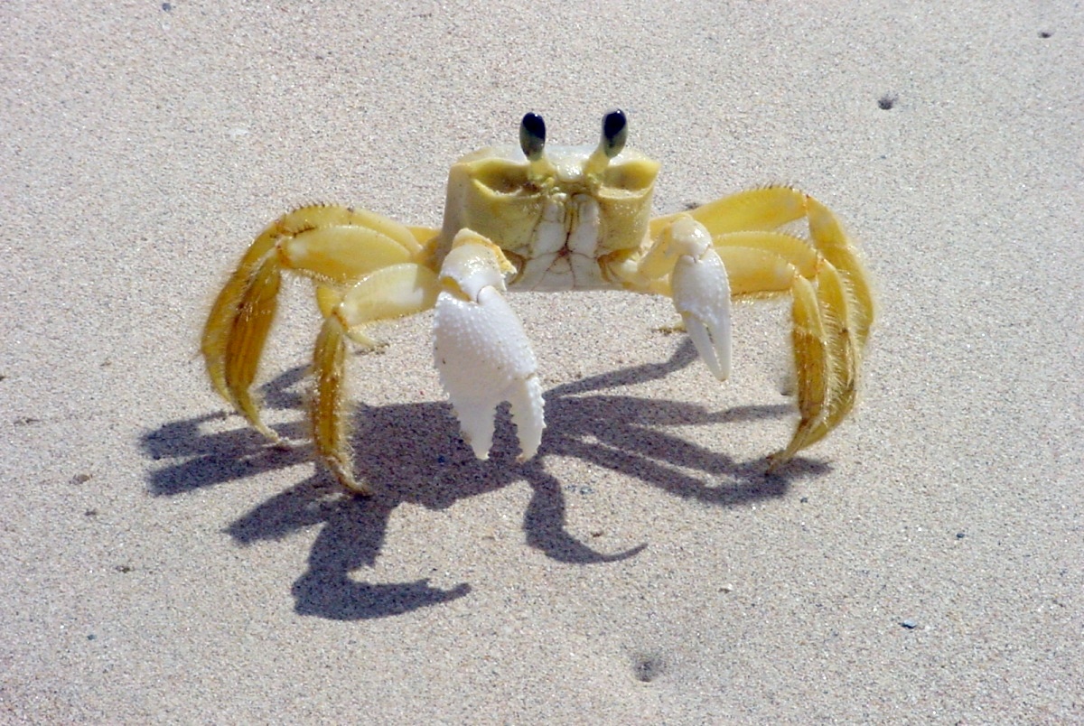 the shadow of the crabs on the sand is a strange thing