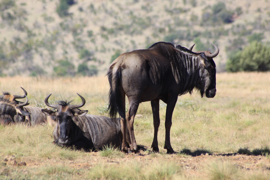 a large herd of wildebeests standing in an open field