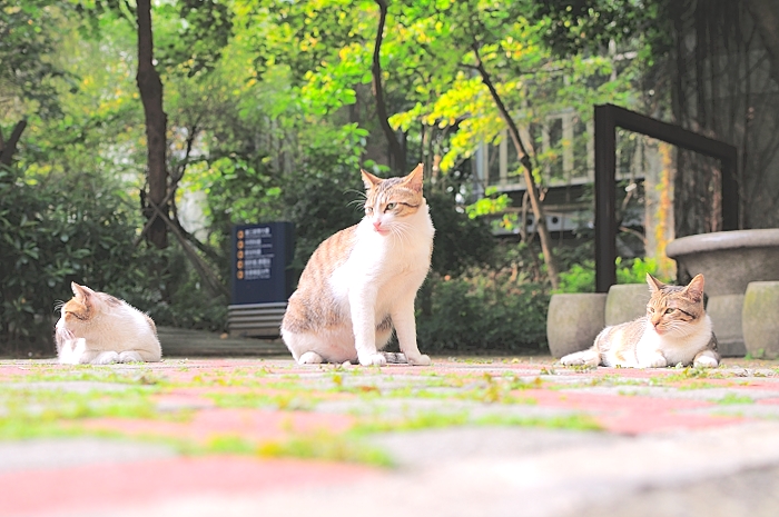 four cats are sitting and looking at the camera