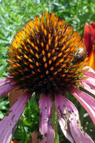 a purple flower with yellow spots growing in the middle of a field