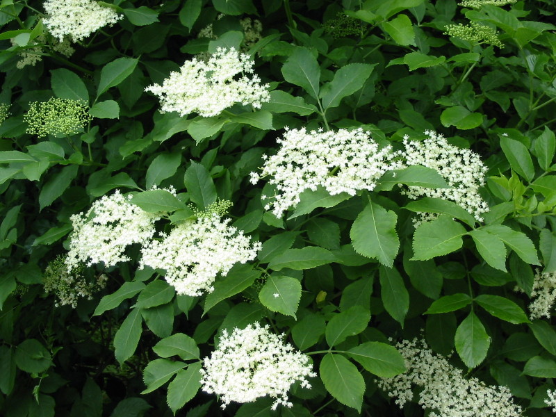 some white flowers in the leaves on a bush