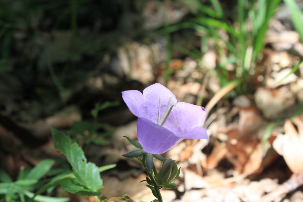 a small purple flower sits in the middle of the grass