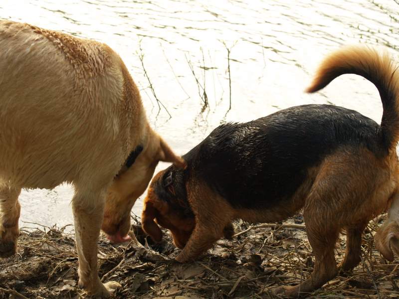 two dogs by the water are fighting for the food