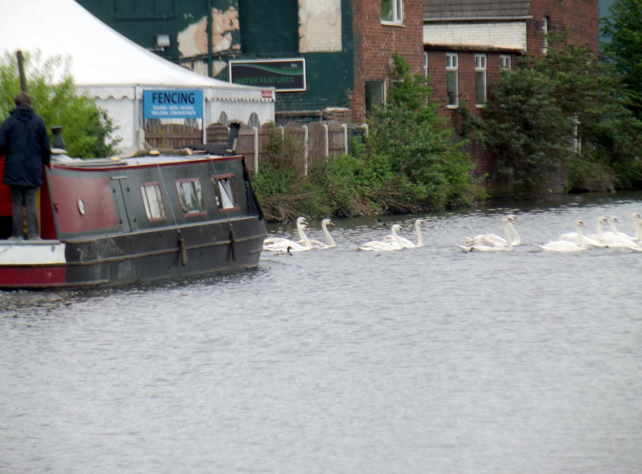several swans floating in the water around a boat