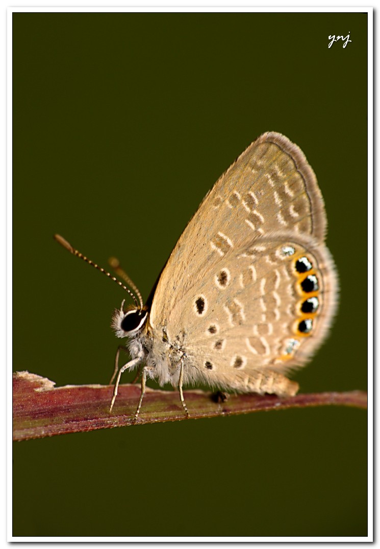 a erfly on top of a stick on top of a green surface