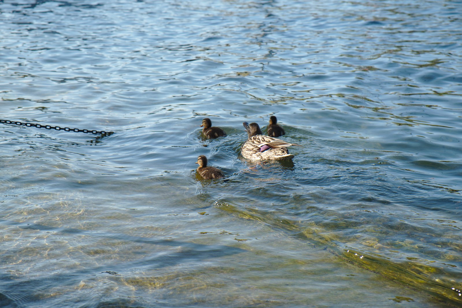 some ducks are in the water and a chain is hanging over them