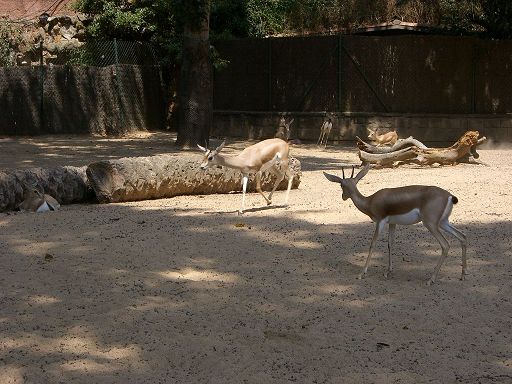 there are many deer in an enclosure at the zoo