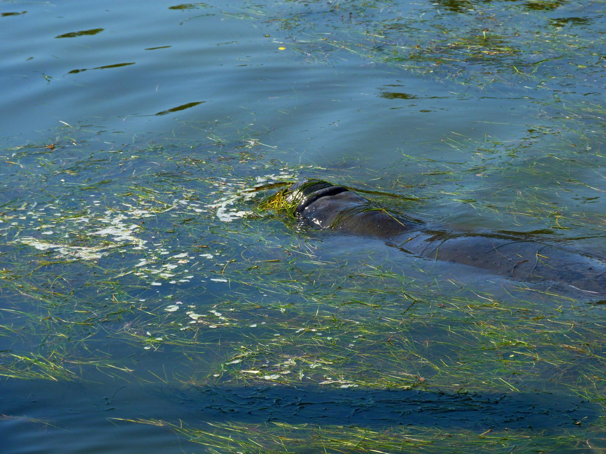 an alligator floats in the water near another alligator