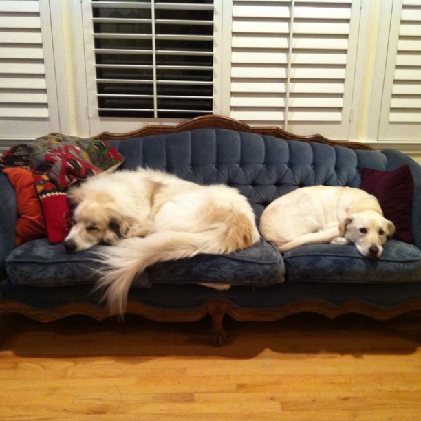 two dogs sleeping on a couch with pillows