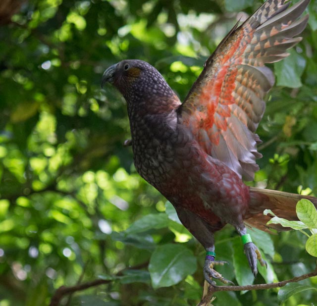 a bird with many colors perched on the nches of a tree