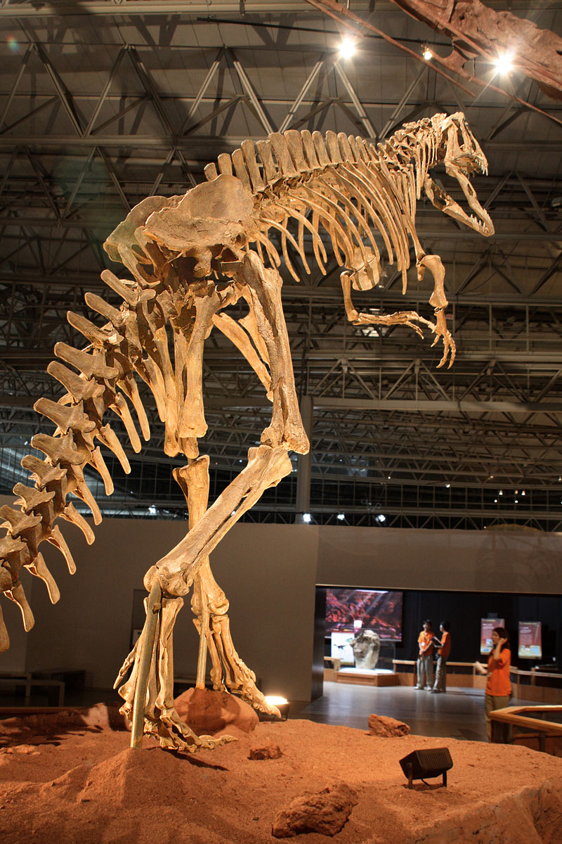 the skeleton of a skeleton dinosaur is displayed in a museum