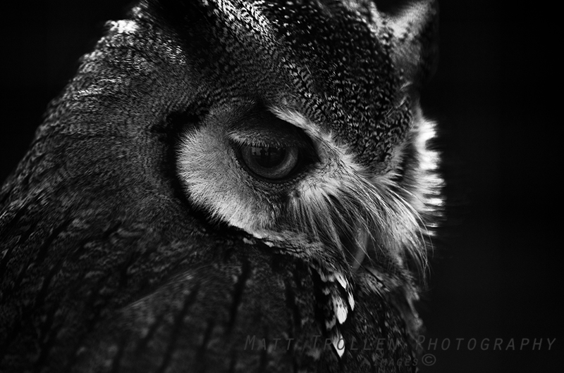 an owl has a piece of food in its mouth