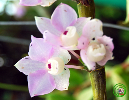 an image of some pretty purple flowers in the bushes