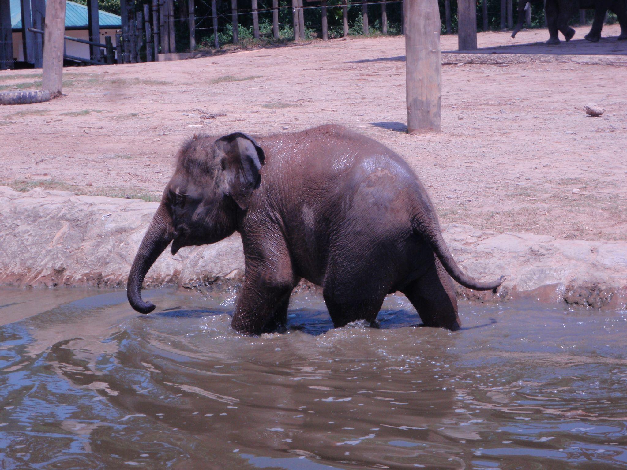 an elephant stands in water by the bank