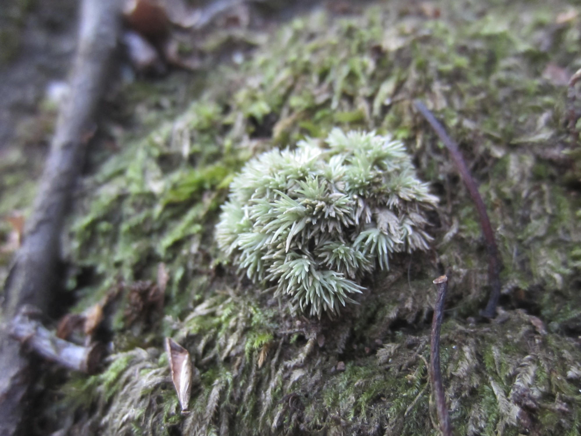 the plant in the forest is covered with moss