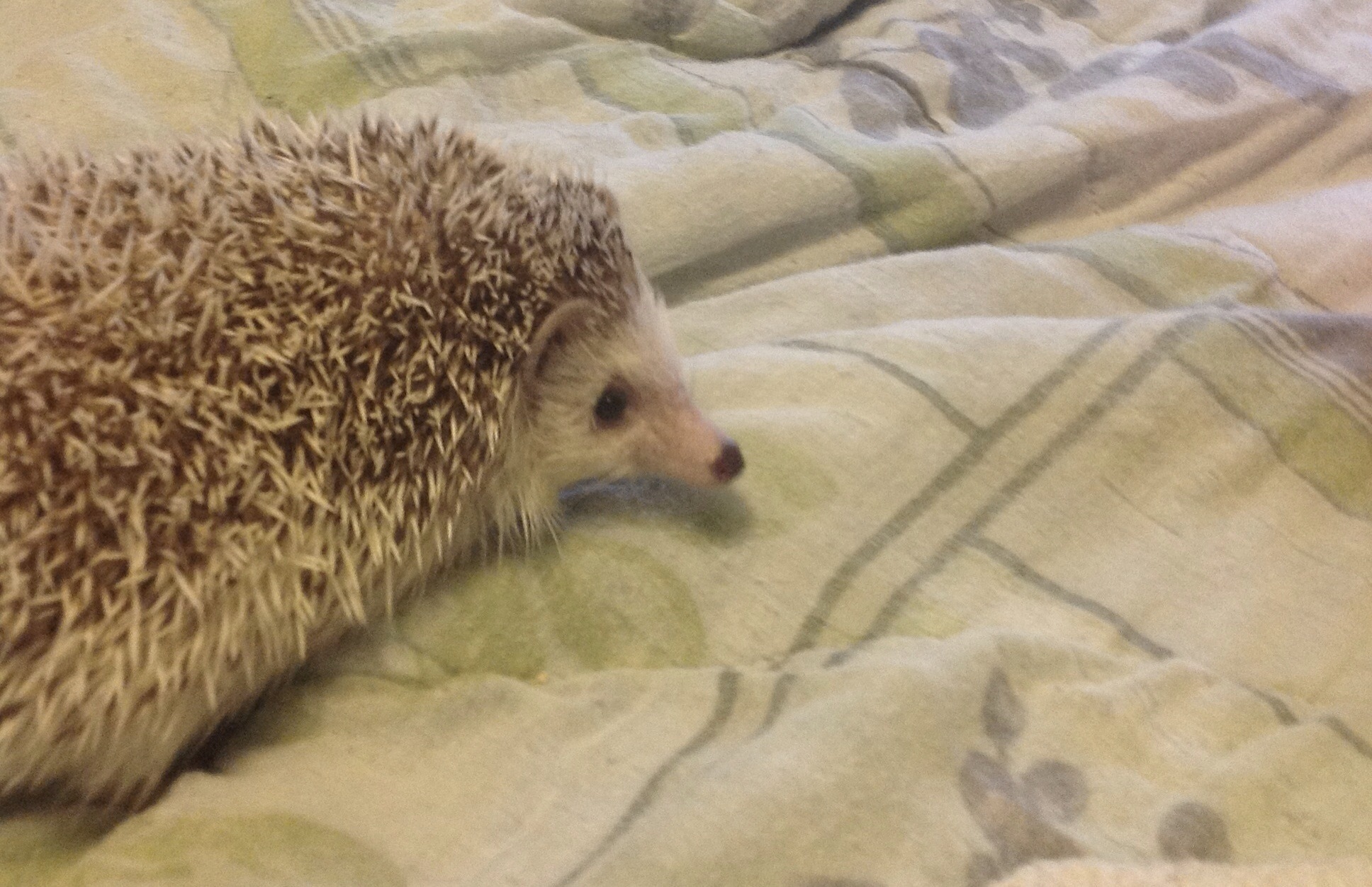 a hedge sits on the bed with a pillow