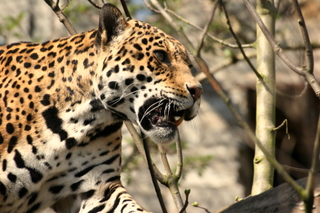 a large leopard that is walking around a tree