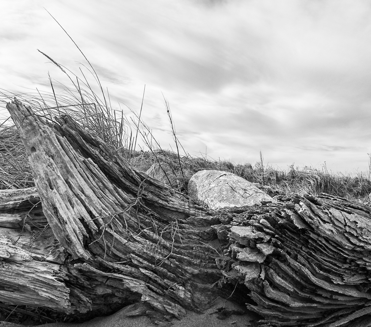 black and white image of fallen wood, with grass in the background