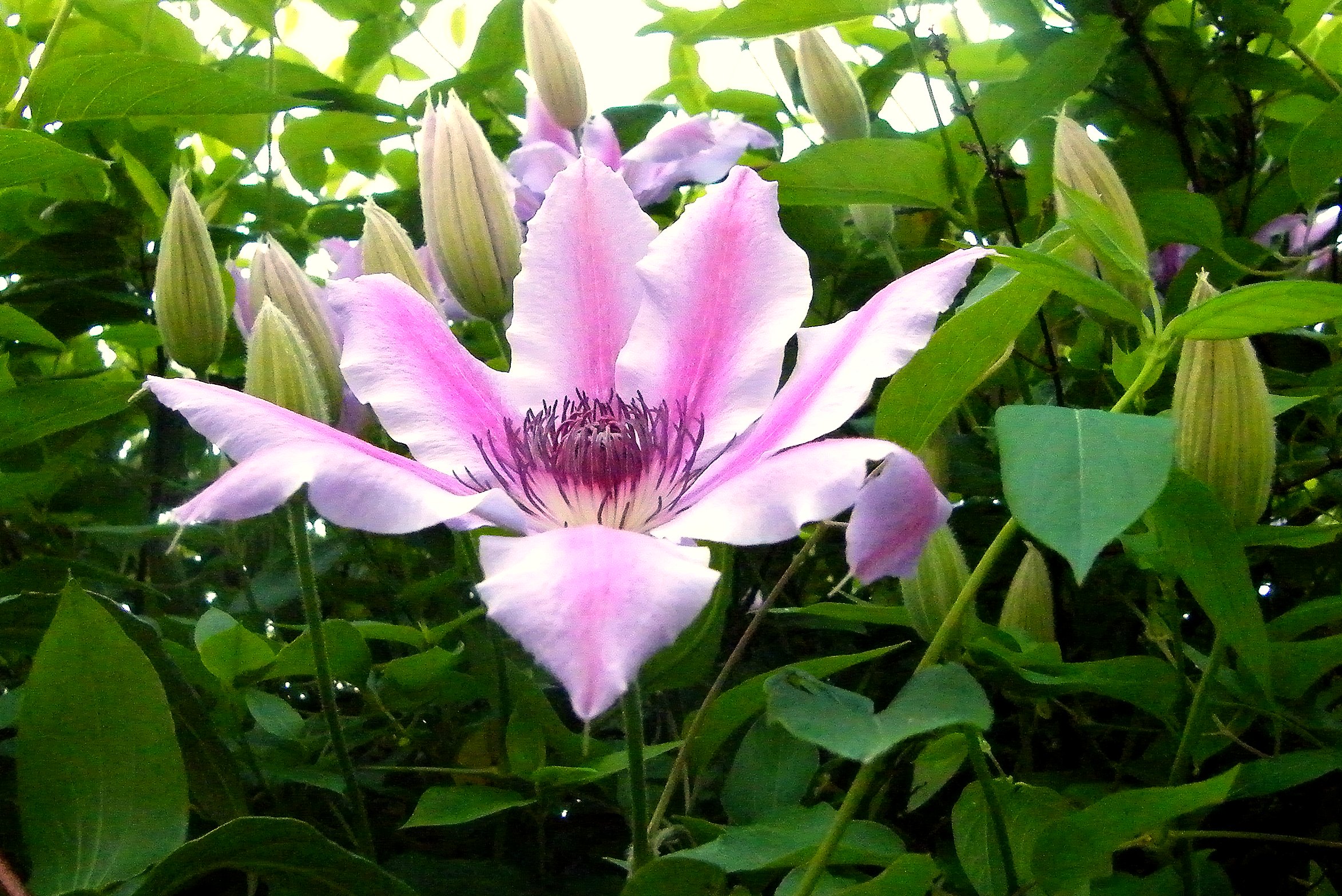 a purple flower in a forest with green leaves