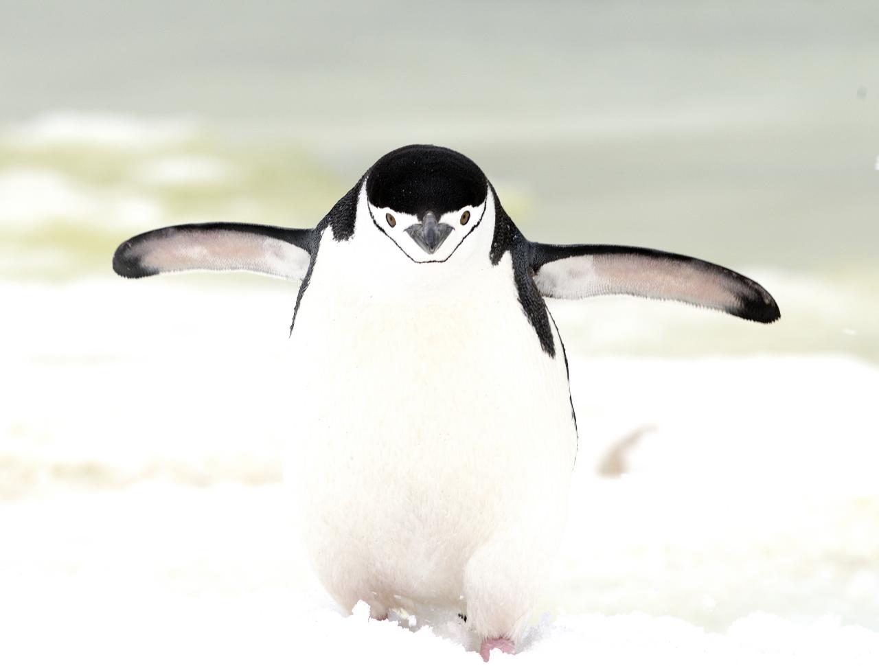 a small penguin stands in the snow on a beach