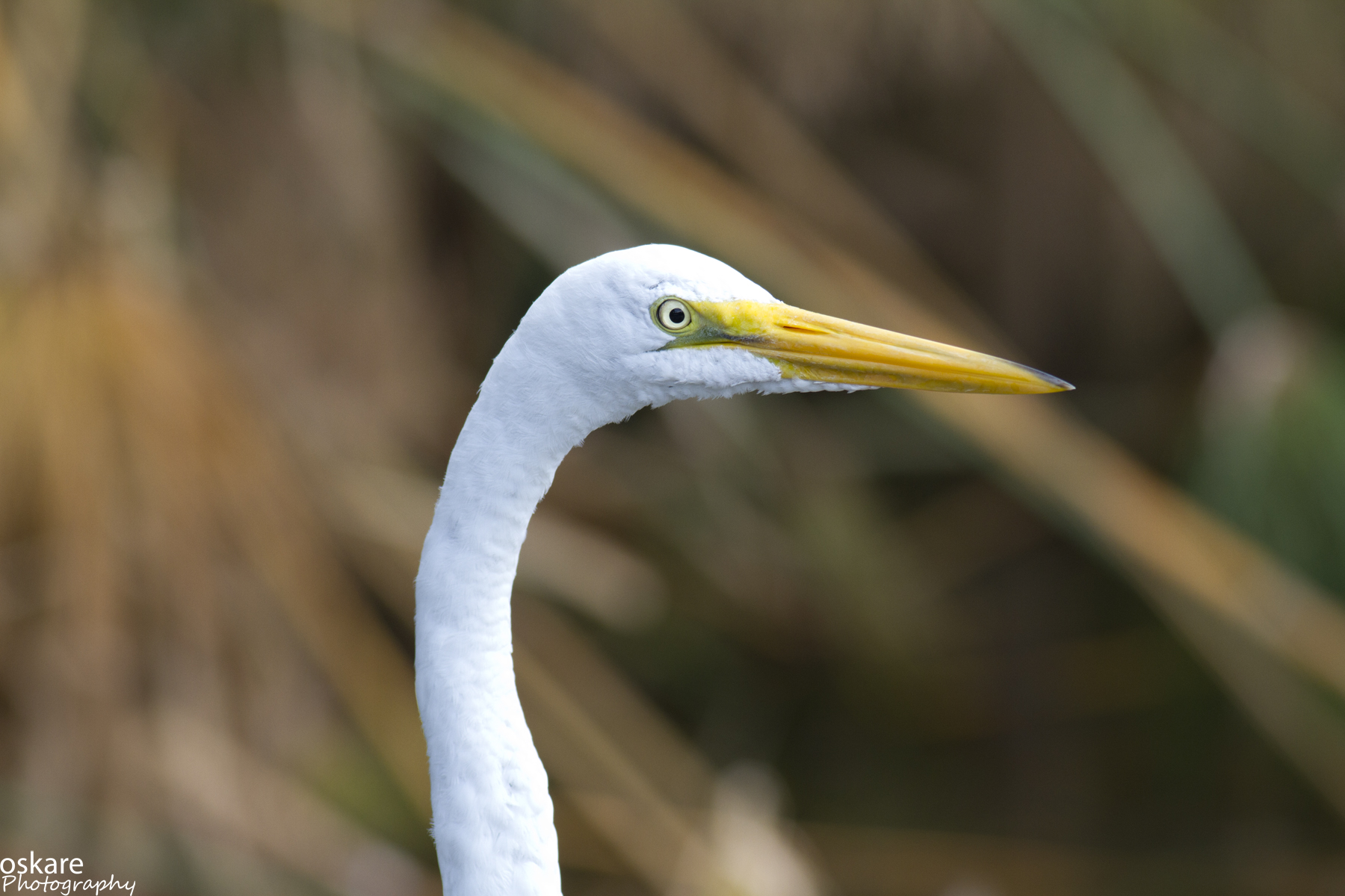 closeup view of the head and body of a white bird with yellow beaks