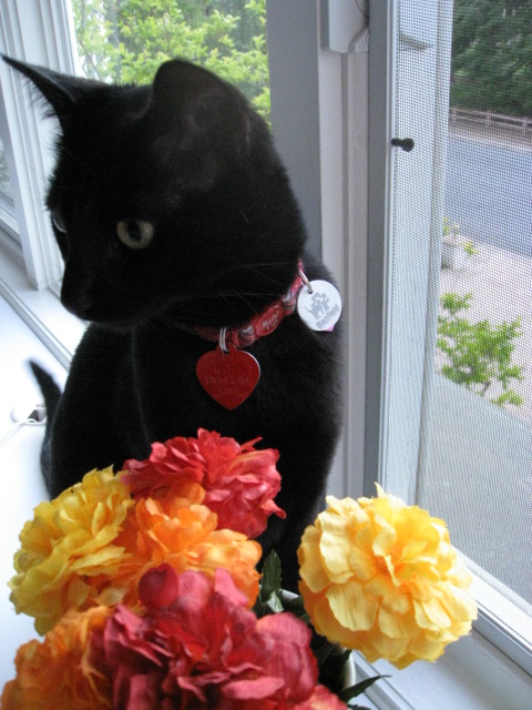 a black cat sitting next to a bunch of flowers