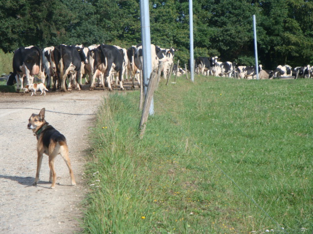 a dog is standing in the road near a herd of cattle