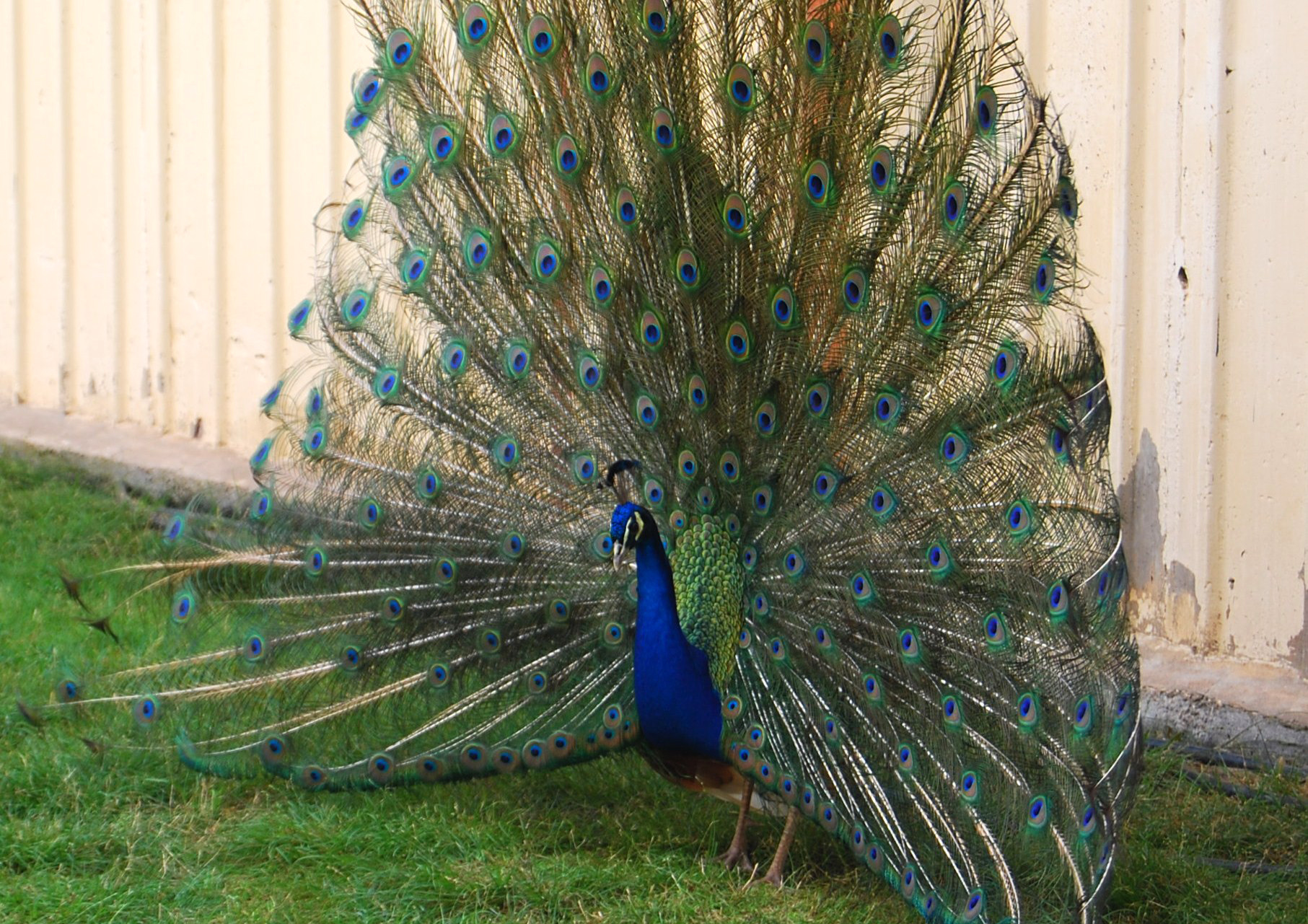 a peacock standing on top of grass next to a wall