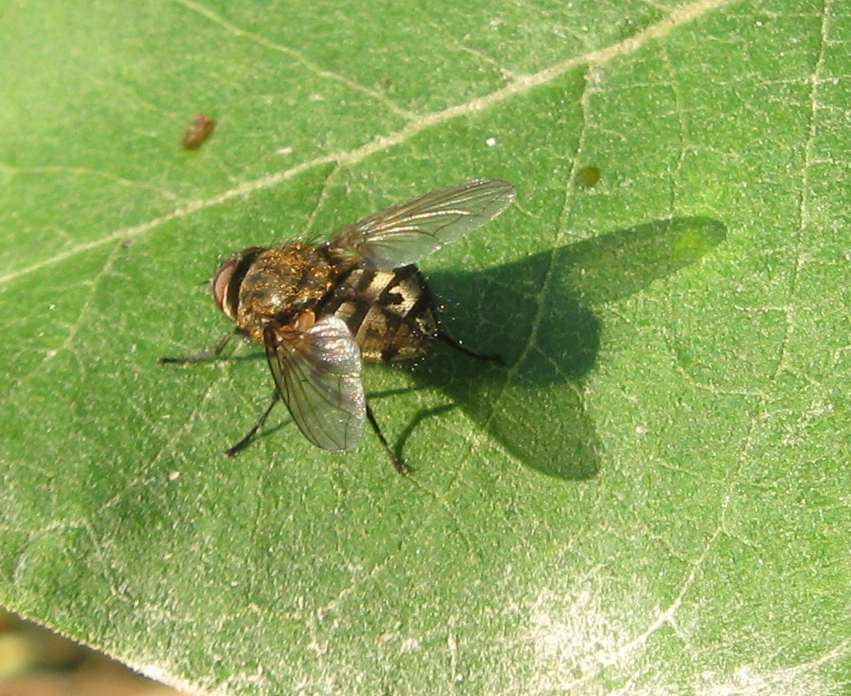 a bee is eating the nectar from a plant