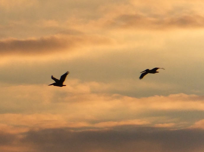 two birds flying through a cloudy sky