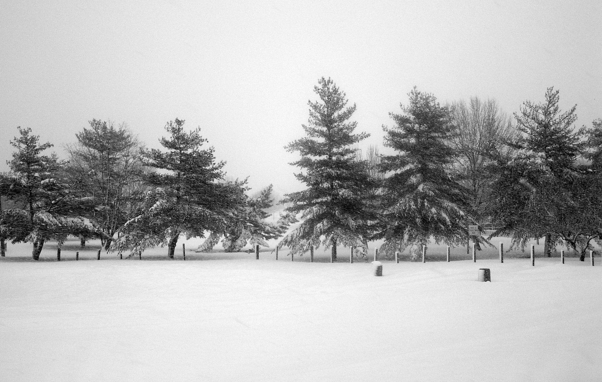 some trees are covered in snow on a gray day