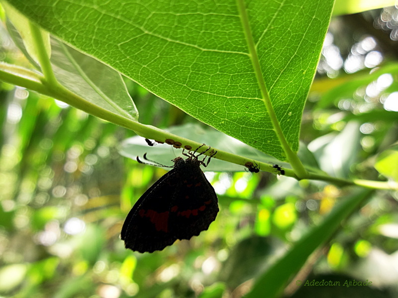 a moth sits on a leaf as it is about to open up