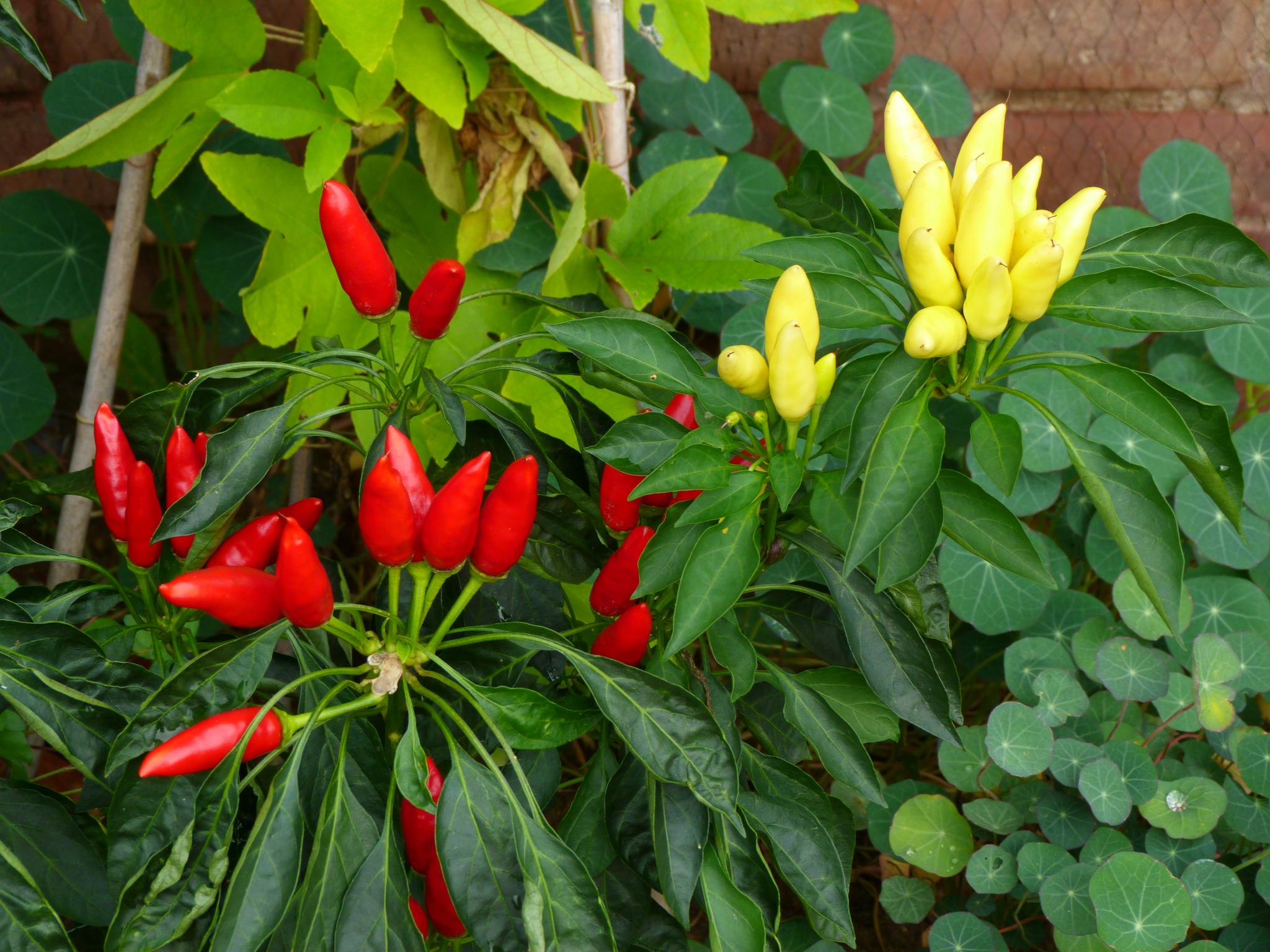 this is the plants in my garden and it looks like it could be a  summer day