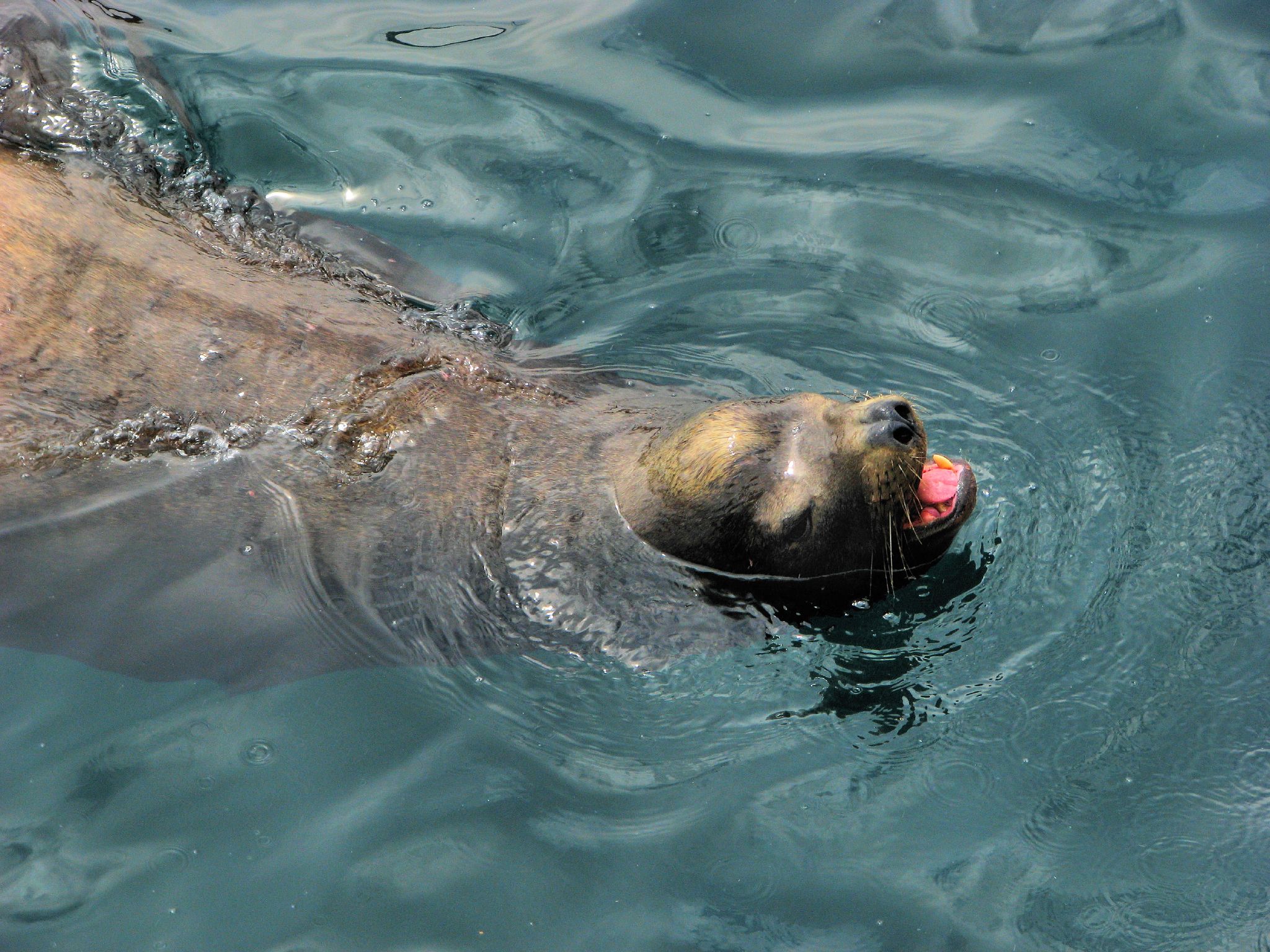 a polar bear swimming in some water near another animal