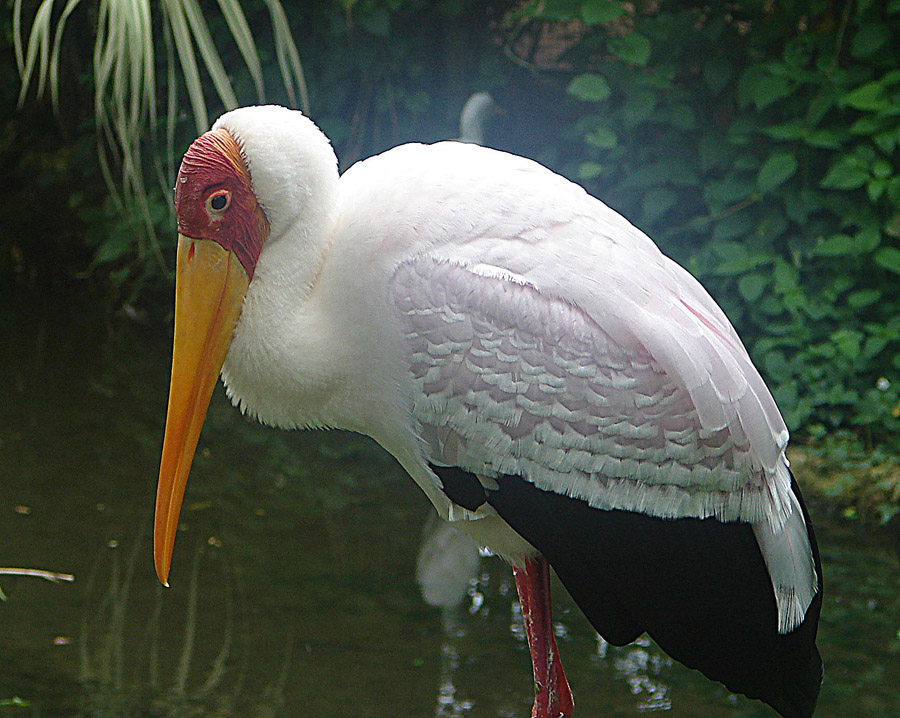 a large bird with a long bill near water
