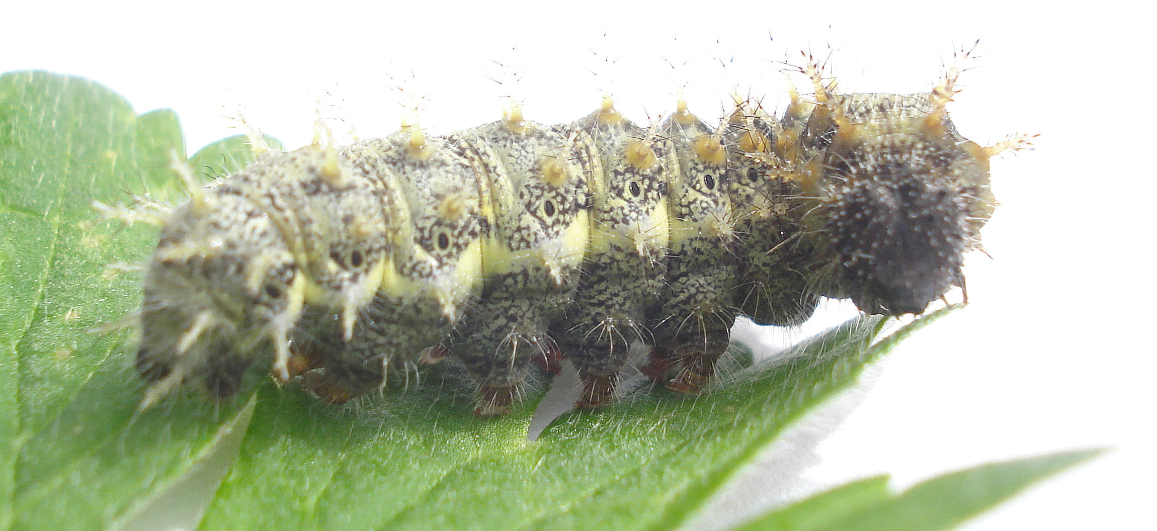 a group of caterpillars are crawling on a leaf