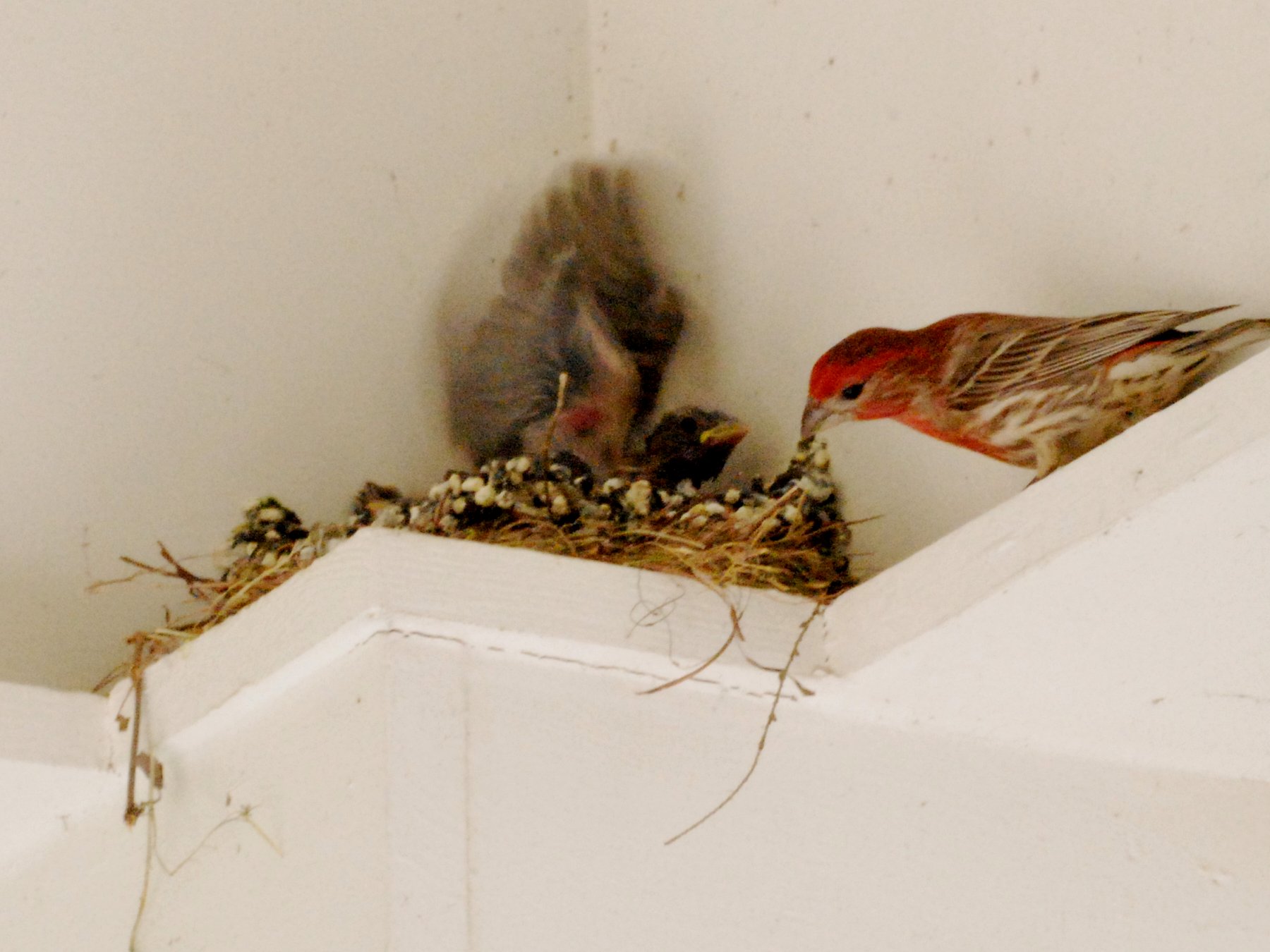 two red - ed finches feeding on their young