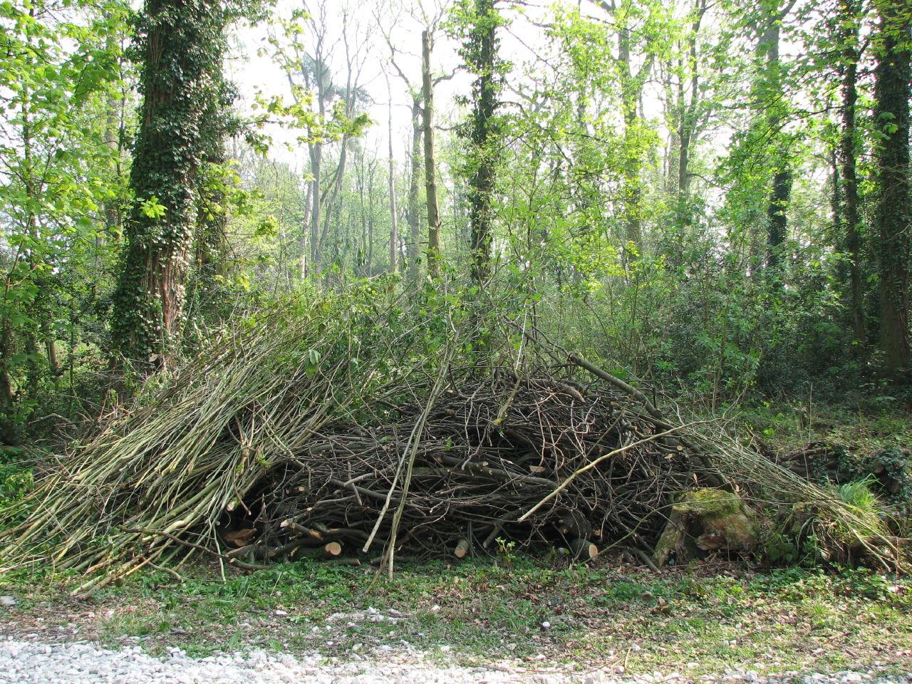 a pile of sticks in the middle of a forest