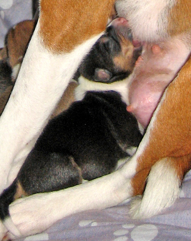 a dog laying down and hugging a puppy