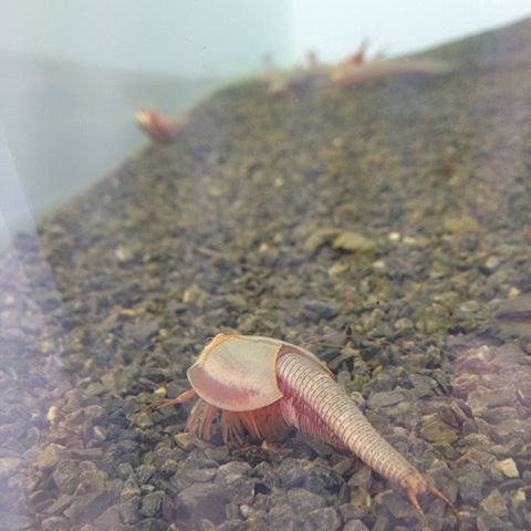an upside down snail is on some rocks