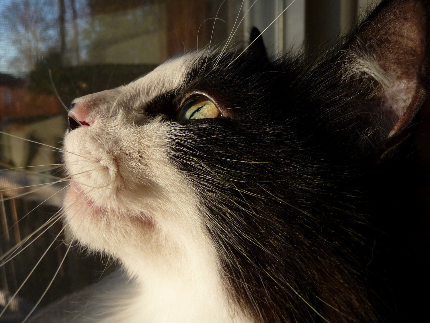 the black and white cat is looking up at soing outside