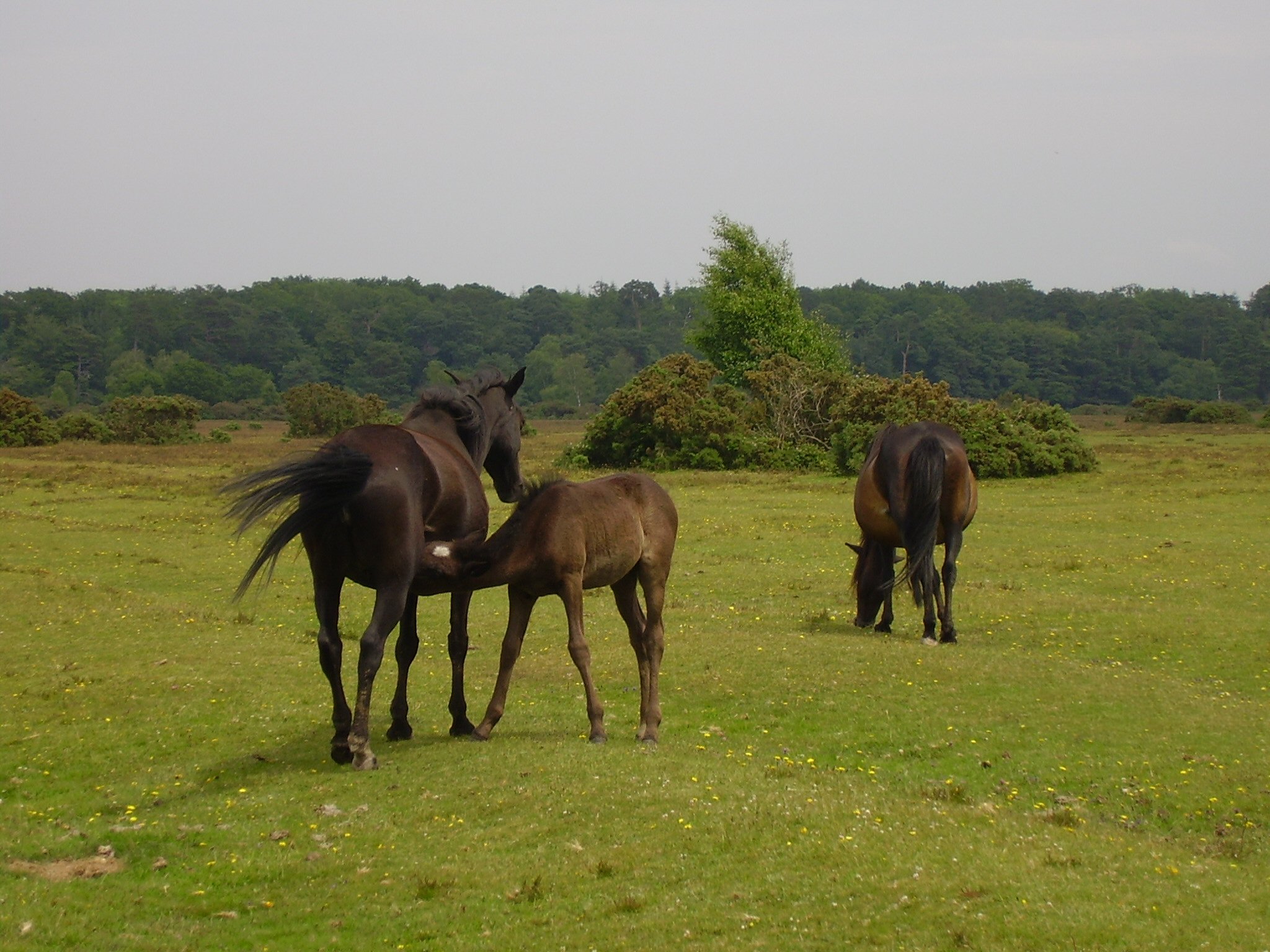 the three horses are grazing in the field
