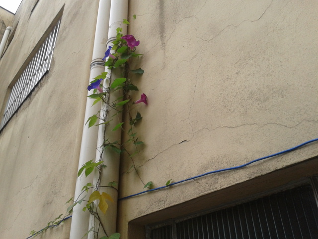 a vine growing on the side of a building