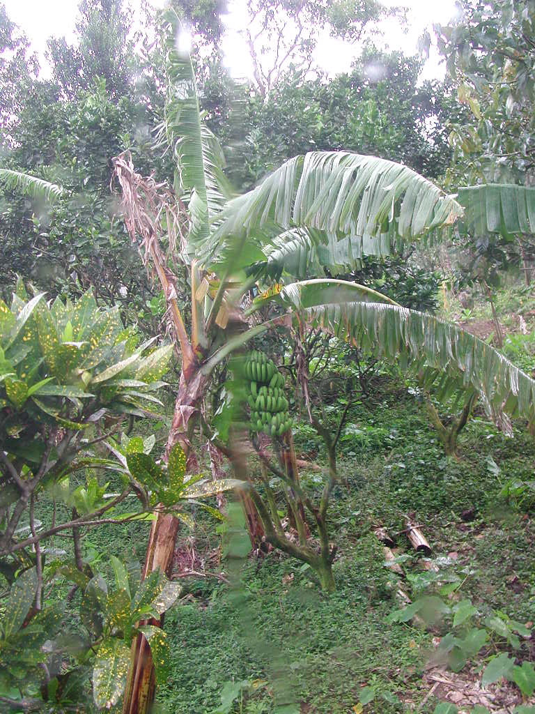 large bunches of trees in a very lush green forest