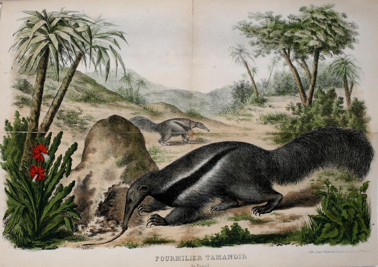 a drawing of an animal resting in the sand