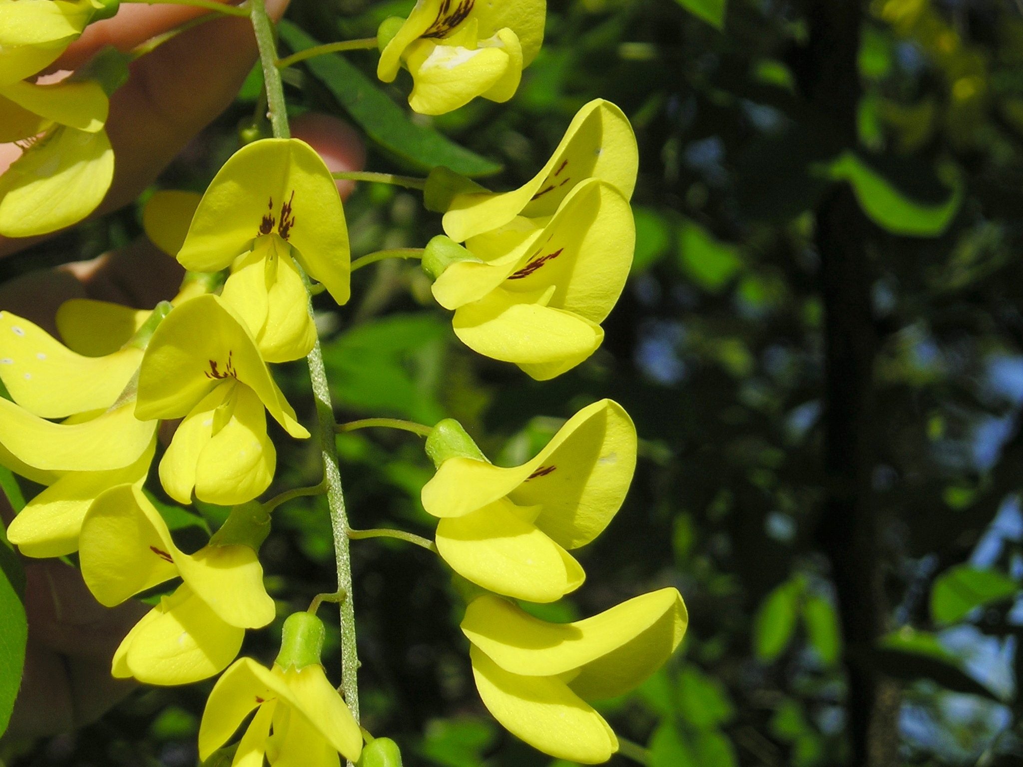 a person holding up a yellow plant with green leaves