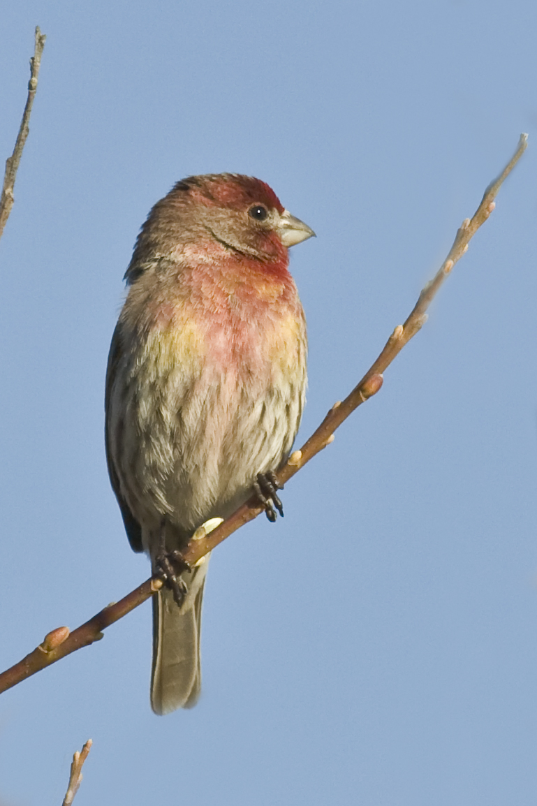 a small bird sits on a bare nch