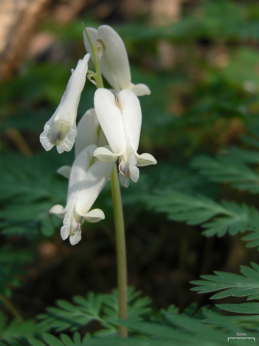 a white flower with long petals on green leaves