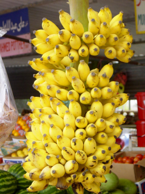 large yellow fruit bunch hanging in a market